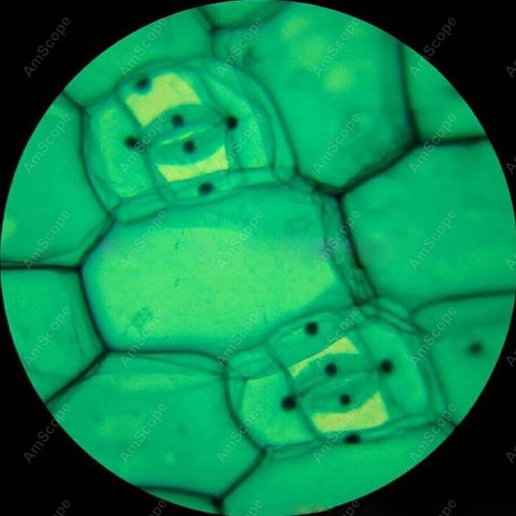 AmScope M148 Series Biological - đánh giá và giá Microscope Compound 40X